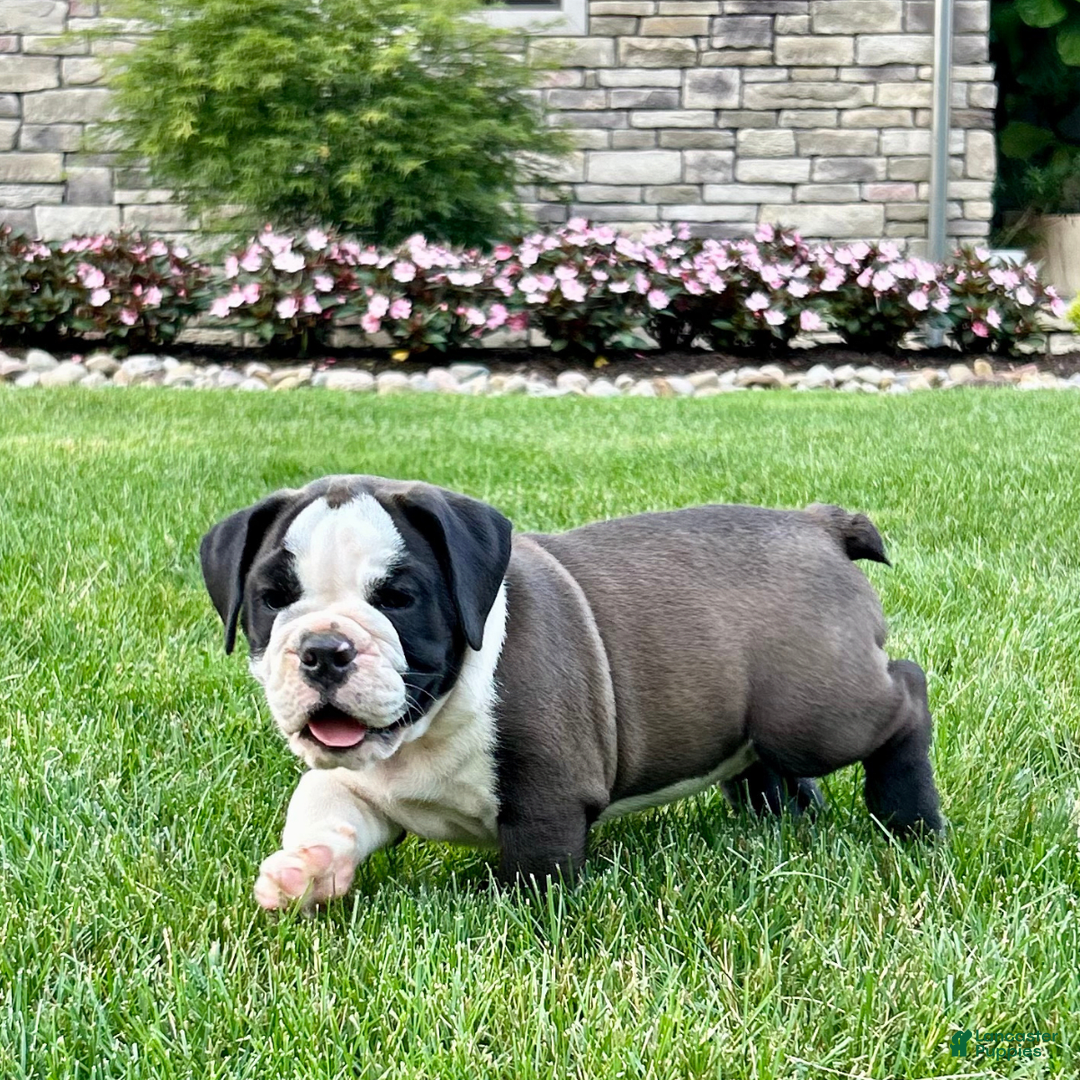 English Bulldog dogs for sale: Sawyer - Image 1