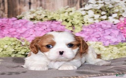 Cavalier King Charles Spaniel dogs for sale: Victor - Image 2