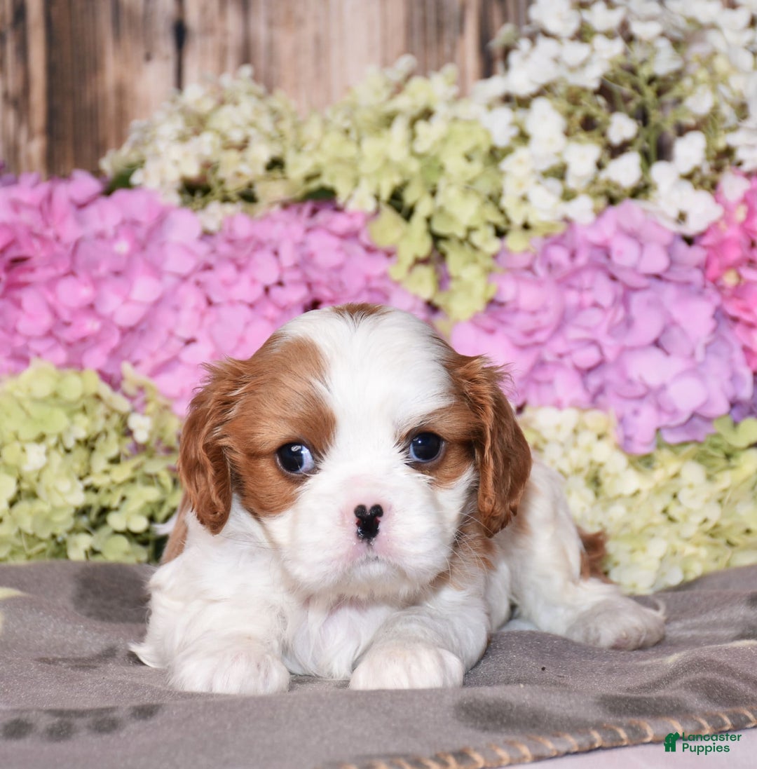 Cavalier King Charles Spaniel dogs for sale: Victor - Image 2