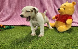 Catahoula Leopard Dog dogs for sale: Duchess 2025 Female 1 - Image 10