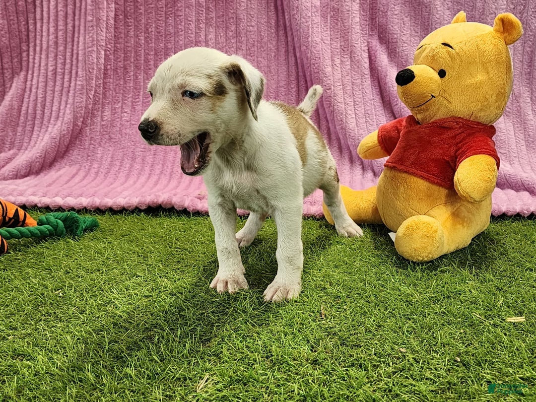 Catahoula Leopard Dog dogs for sale: Duchess 2025 Female 1 - Image 10