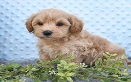 Havapoo dogs for sale: Benson - Image 8