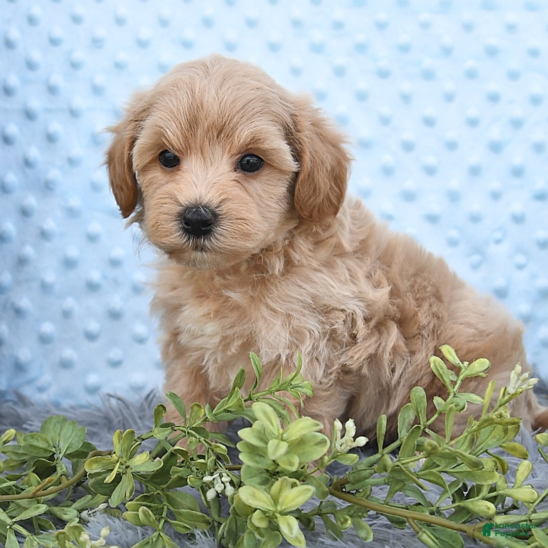 Havapoo dogs for sale: Benson - Image 8