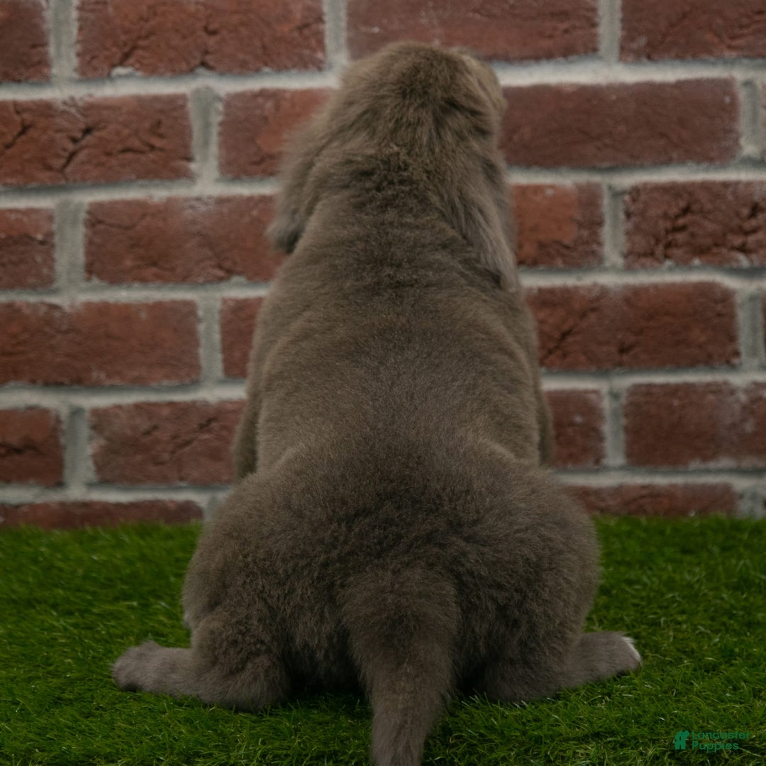 Newfoundland dogs for sale: Ginger - Image 3