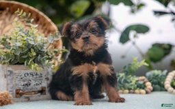 Shorkie dogs for sale: Hannah - Image 3