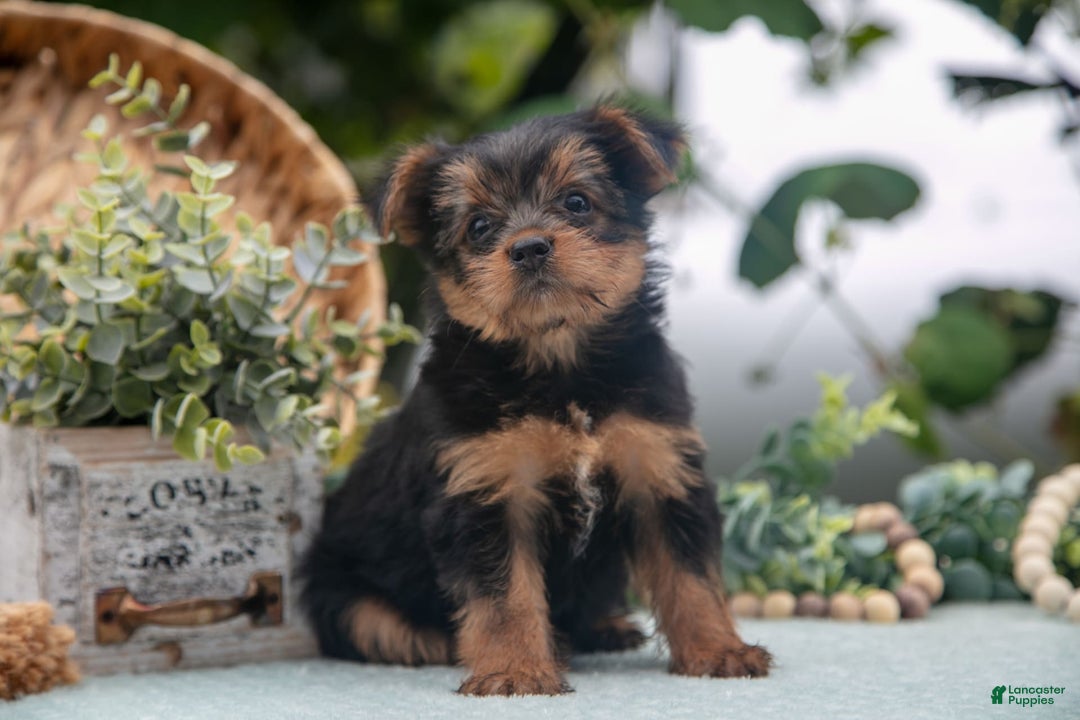 Shorkie dogs for sale: Hannah - Image 3