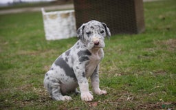 Great Dane dogs for sale: Jamaica - Image 21