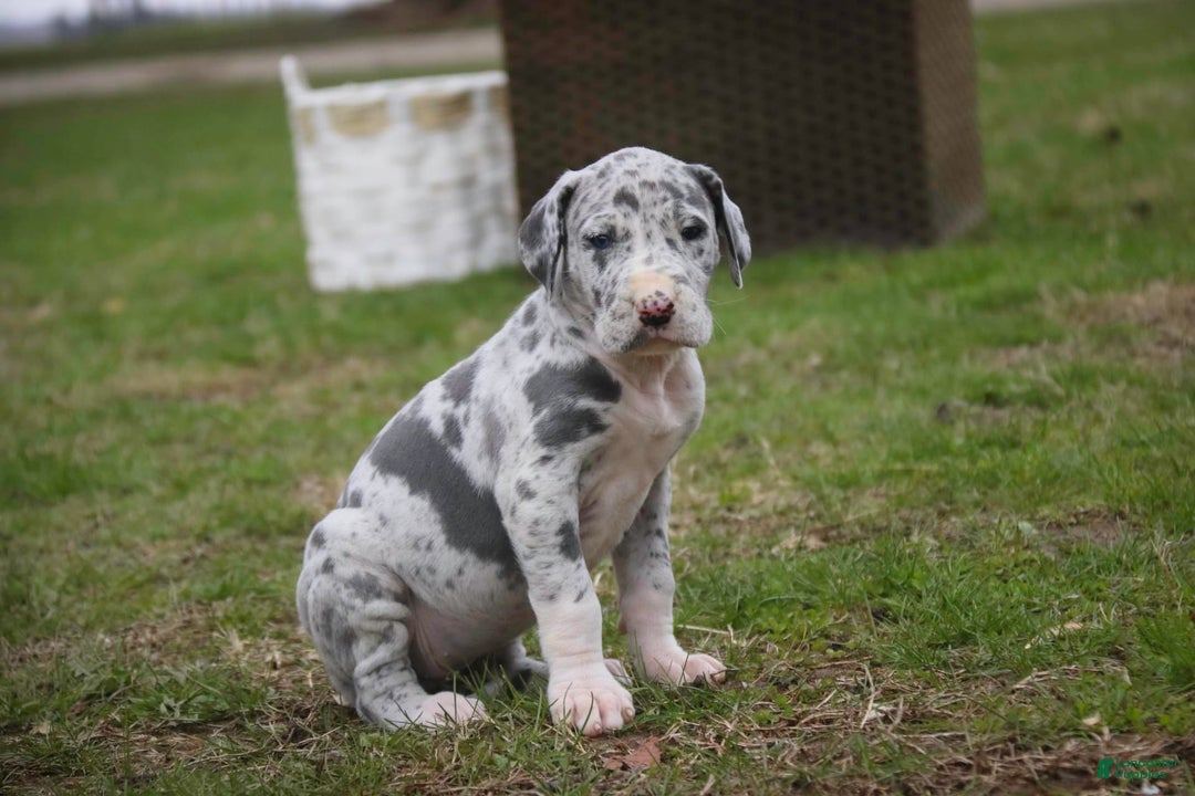 Great Dane dogs for sale: Jamaica - Image 21