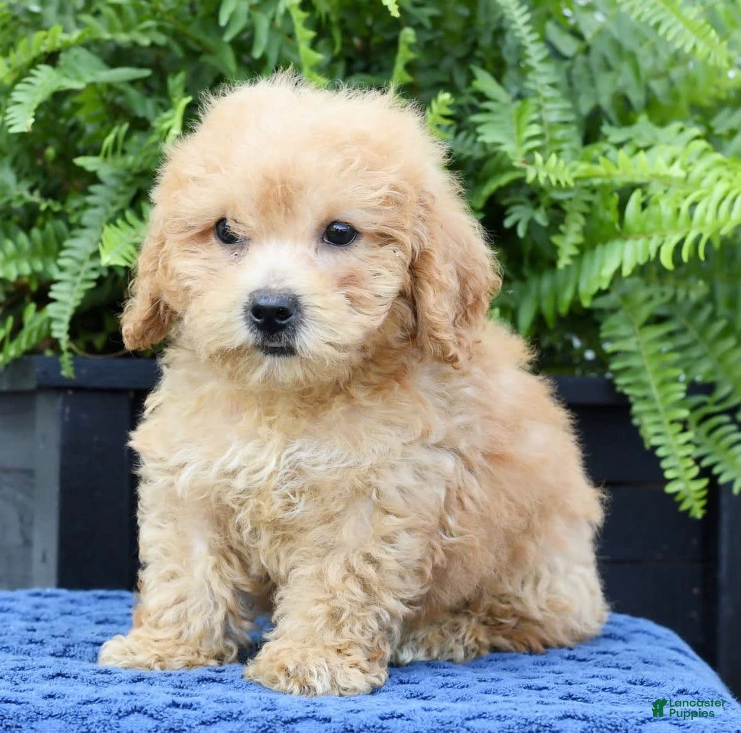 Bichpoo dogs for sale: Denver - Image 1