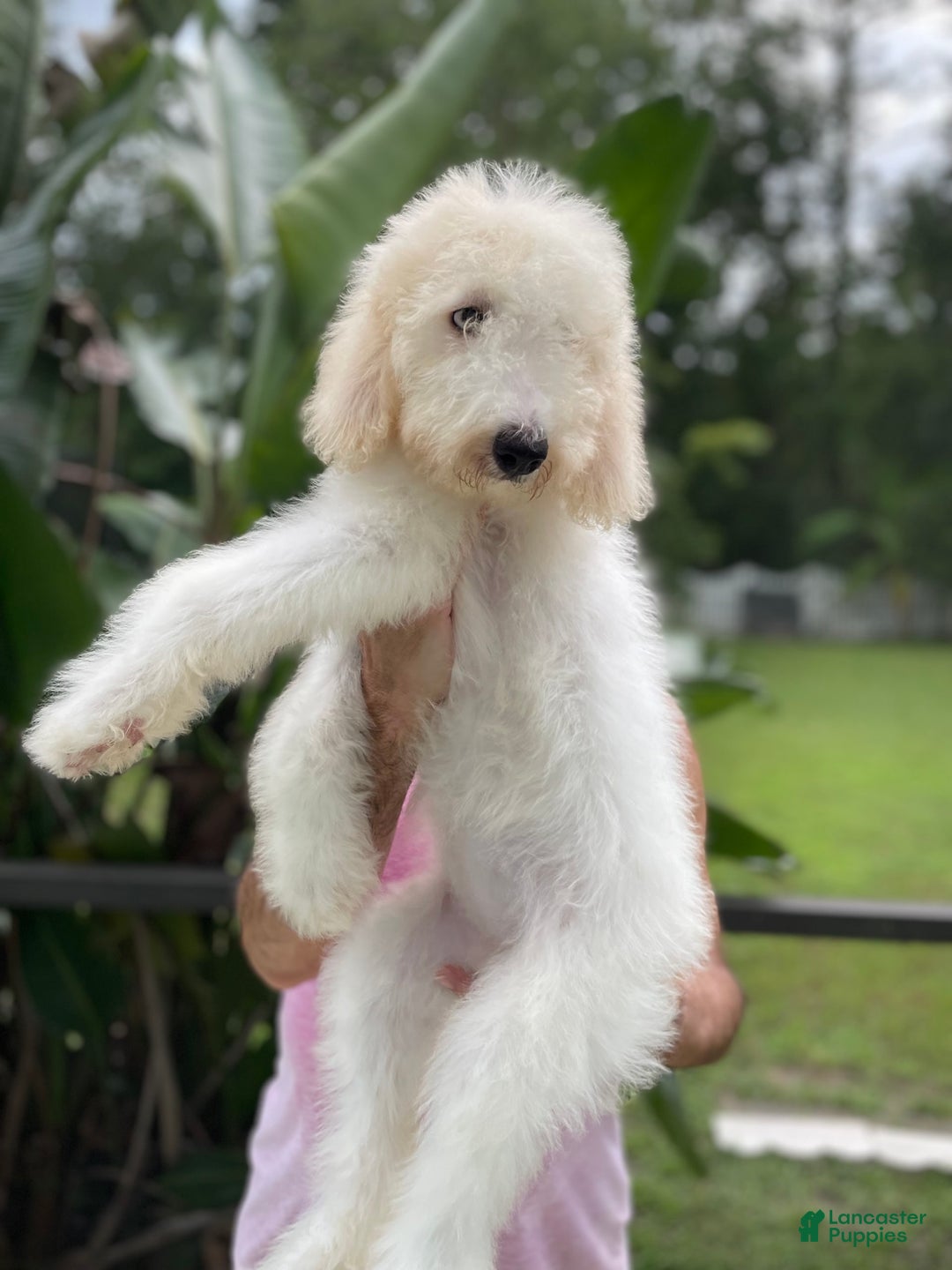 Goldendoodle dogs for sale: Faith - Image 5