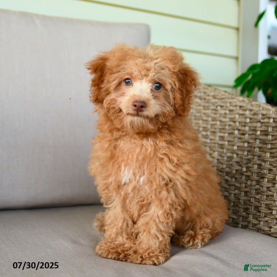 Bichpoo dogs for sale: Julian - Image 7