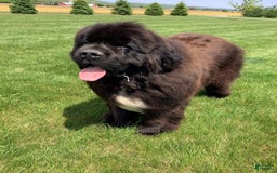 Newfoundland dogs for sale: Dee - Image 3