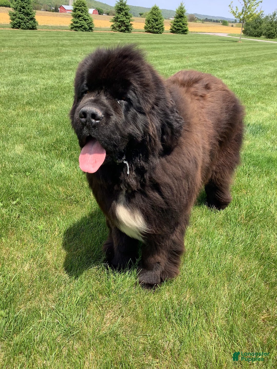 Newfoundland dogs for sale: Dee - Image 3