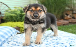 German Shepherd dogs for sale: Cypress - Image 4