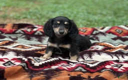 Miniature Dachshund dogs for sale: Smokey - Image 6