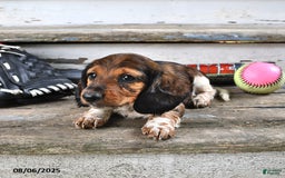Miniature Dachshund dogs for sale: Carter - Image 2