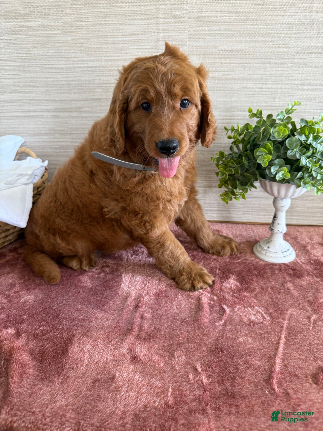 Goldendoodle dogs for sale: Victor - Image 7