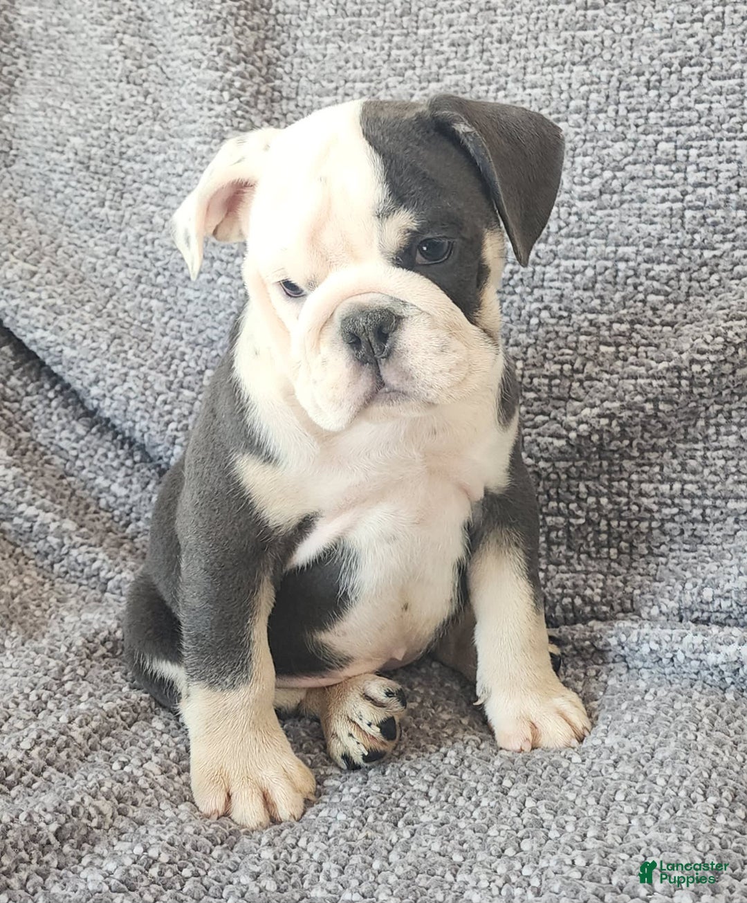 English Bulldog dogs for sale: Bailey - Image 8