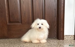 Coton De Tulear dogs for sale: Jj - Image 4