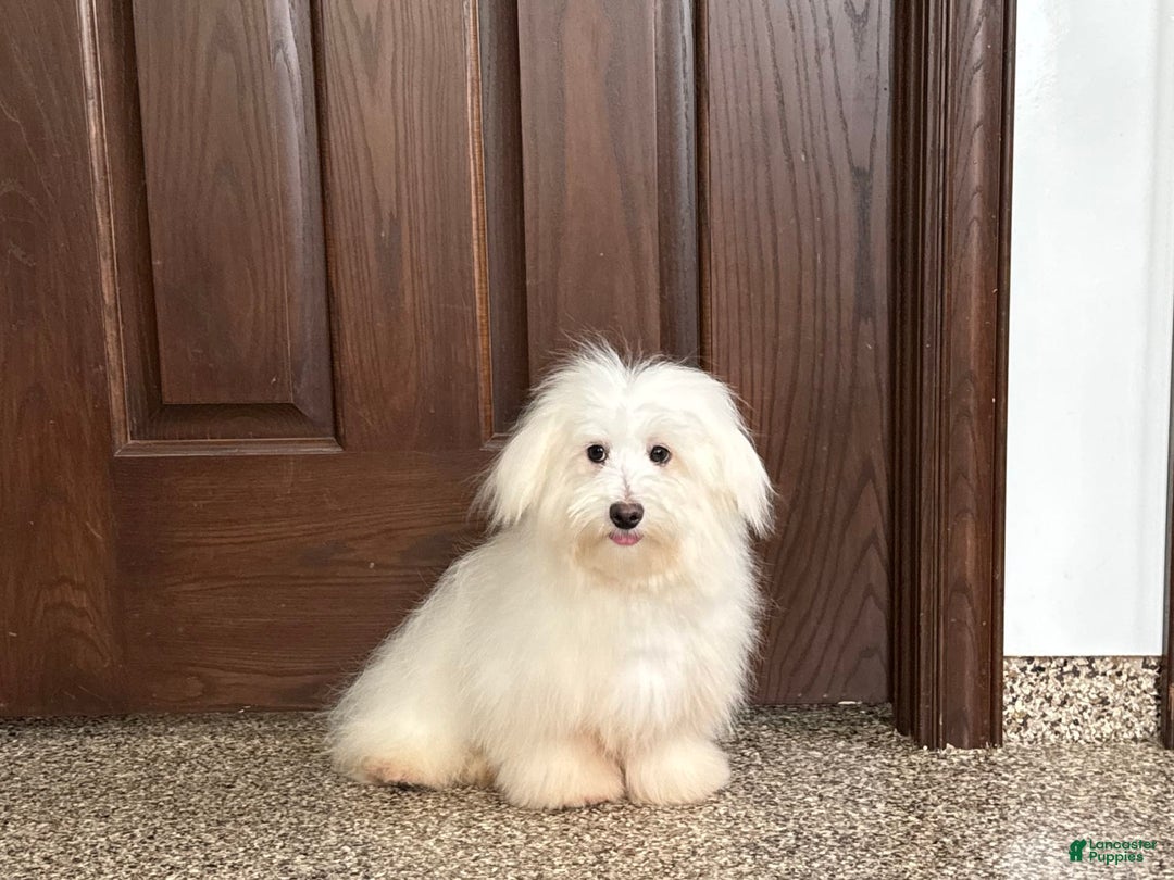 Coton De Tulear dogs for sale: Jj - Image 4