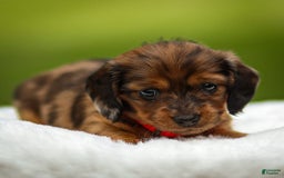Miniature Dachshund dogs for sale: Ellie - Image 4