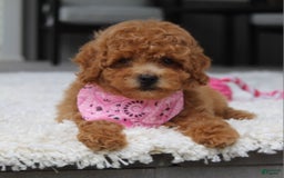 Miniature Poodle dogs for sale: Natasha - Image 8