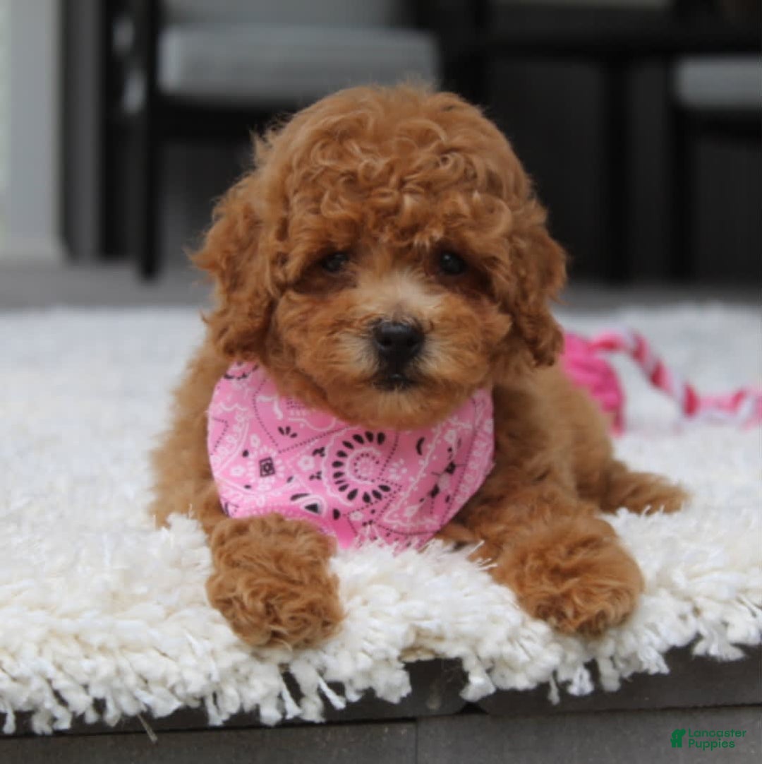 Miniature Poodle dogs for sale: Natasha - Image 8