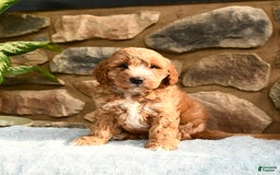 Labradoodle dogs for sale: Larry - Image 4