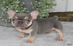 French Bulldog dogs for sale: Millie - Image 10