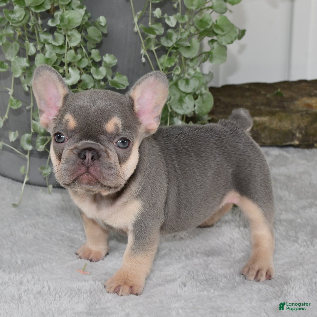 French Bulldog dogs for sale: Millie - Image 10