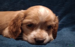 Cocker Spaniel dogs for sale: Marshmallow - Image 19