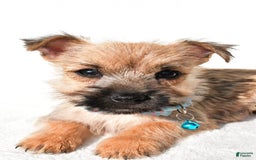 Cairn Terrier dogs for sale: Echo - Image 4
