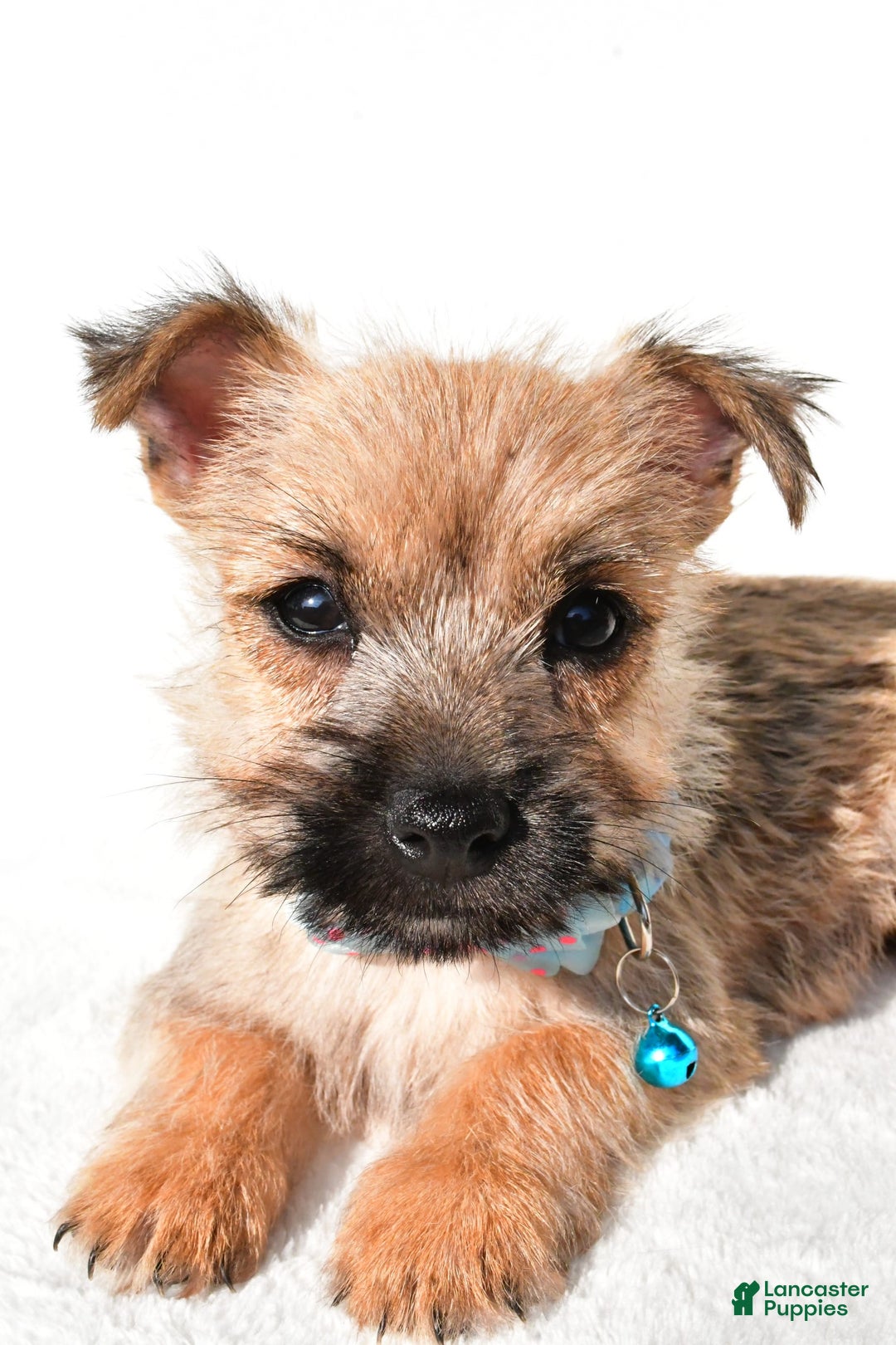 Cairn Terrier dogs for sale: Echo - Image 4