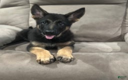 German Shepherd dogs for sale: N/a - Image 2