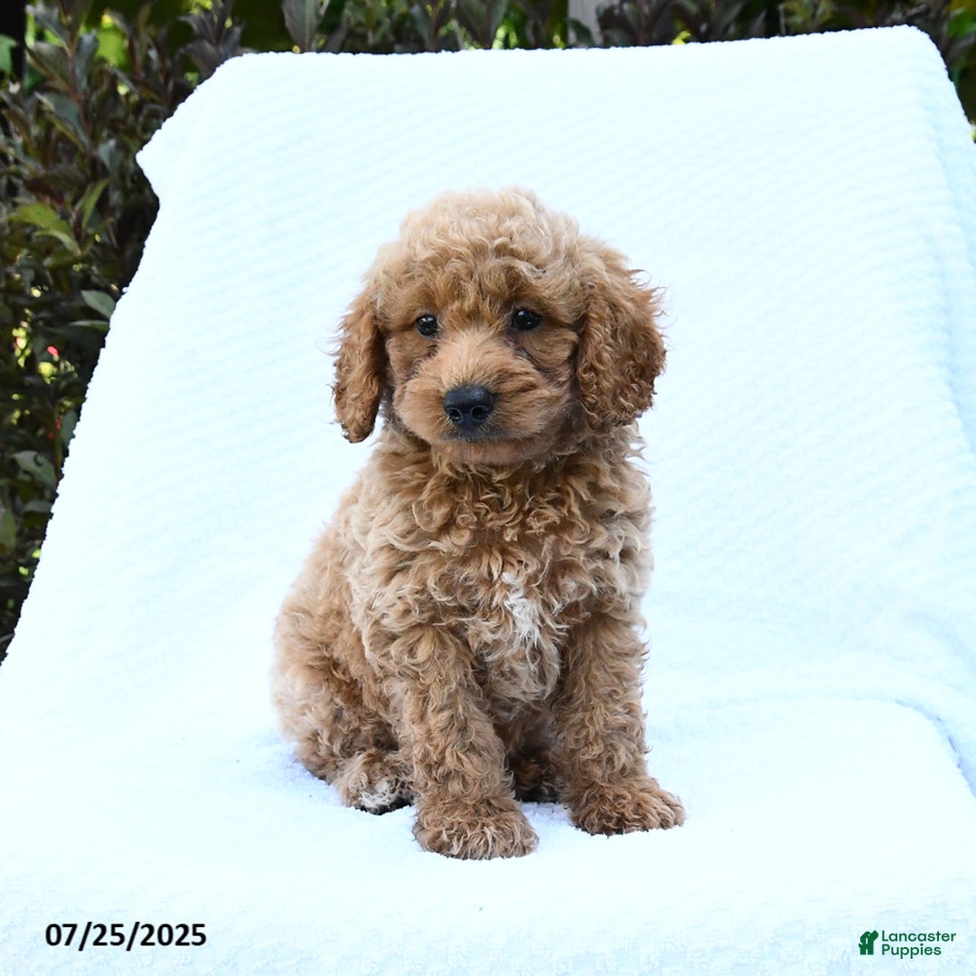 Cockapoo dogs for sale: Cockapoo 8 puppies - Image 17