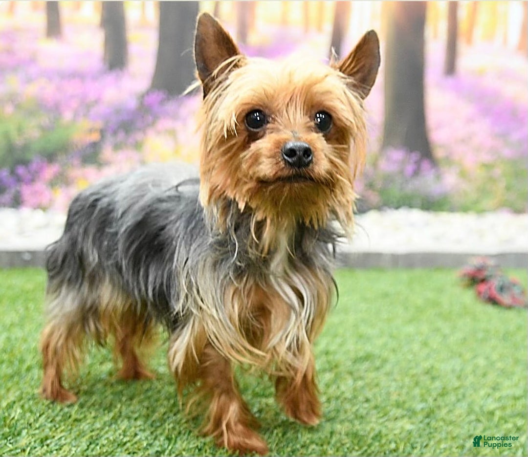 Yorkiepoo dogs for sale: Micah - Image 6
