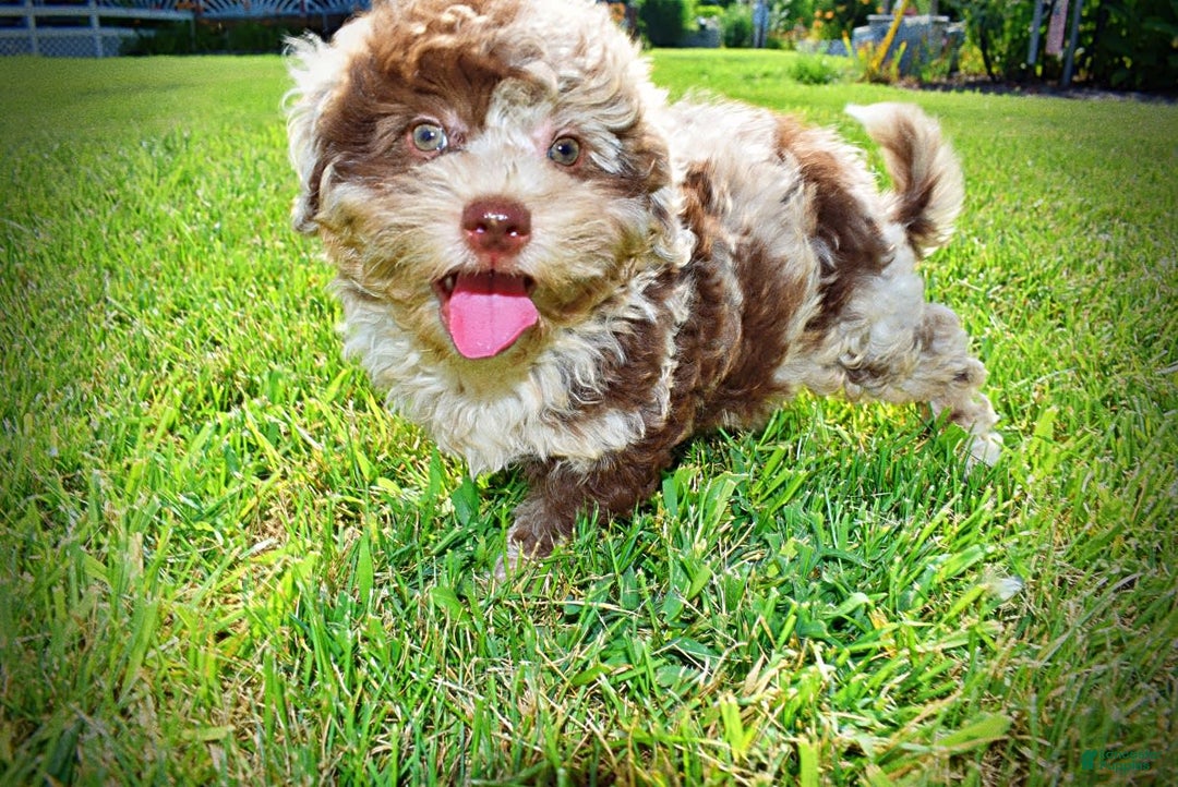 Havapoo dogs for sale: Fiesta - Image 8