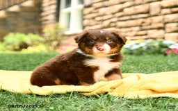 Australian Shepherd dogs for sale: Australian Shepherd 10 puppies - Image 13