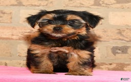 Yorkshire Terrier dogs for sale: Cody - Image 5