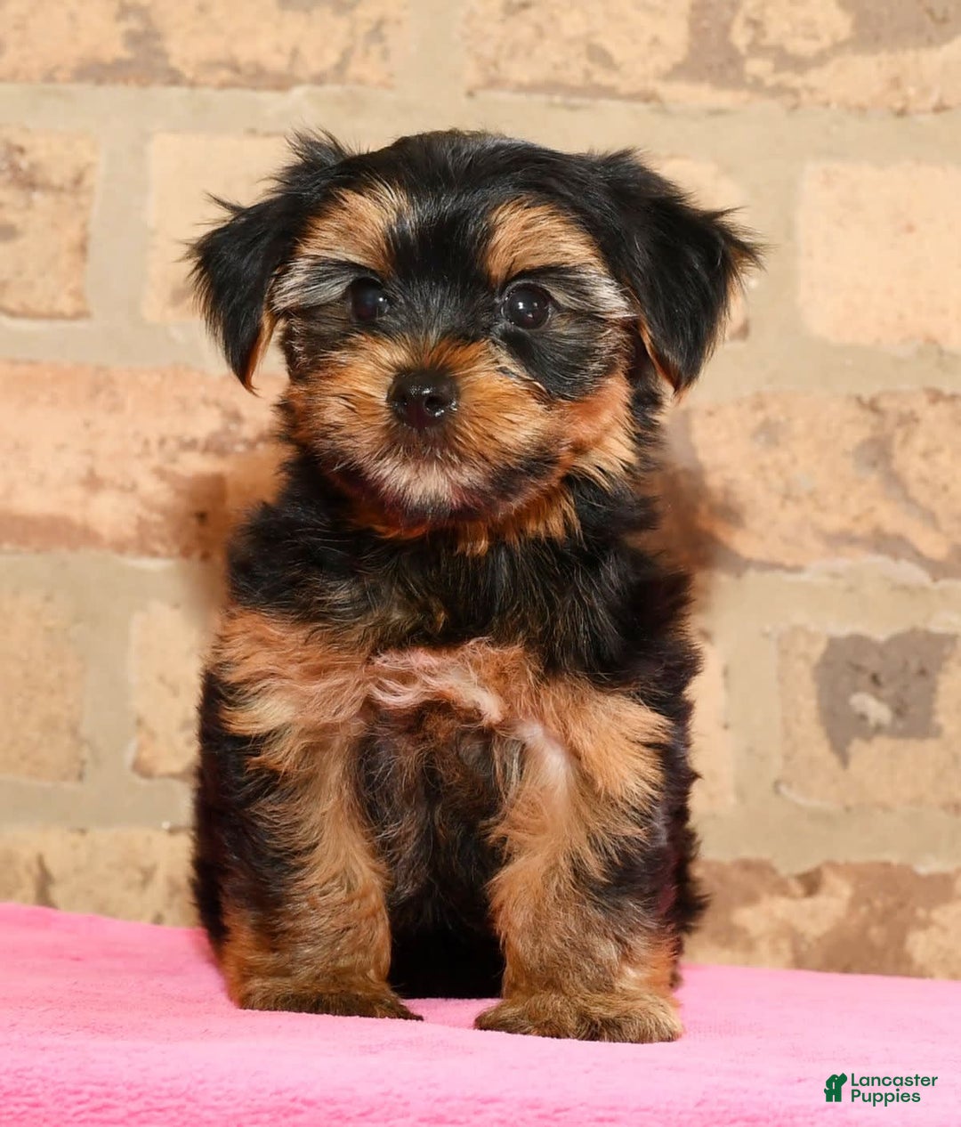 Yorkshire Terrier dogs for sale: Cody - Image 5