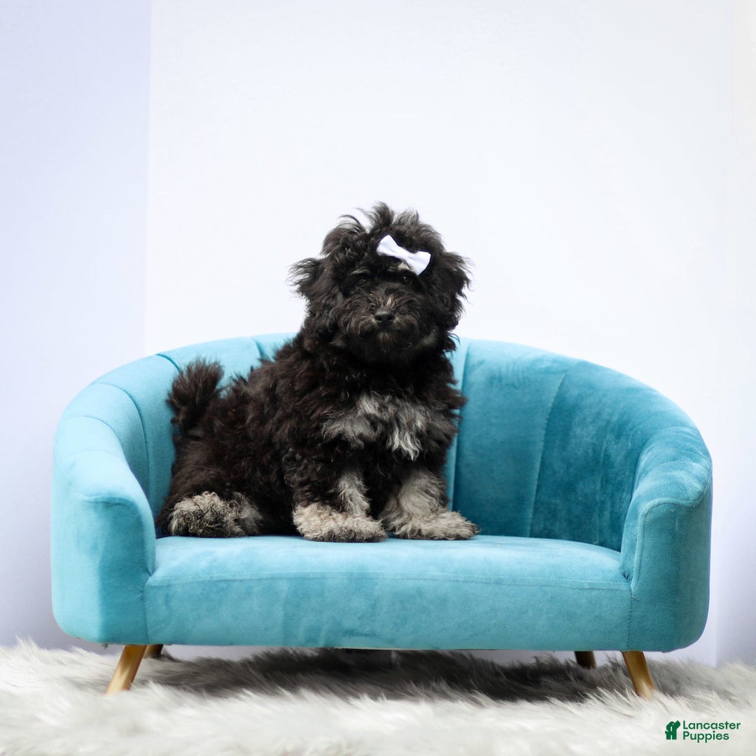Miniature Poodle dogs for sale: Remi - Image 4