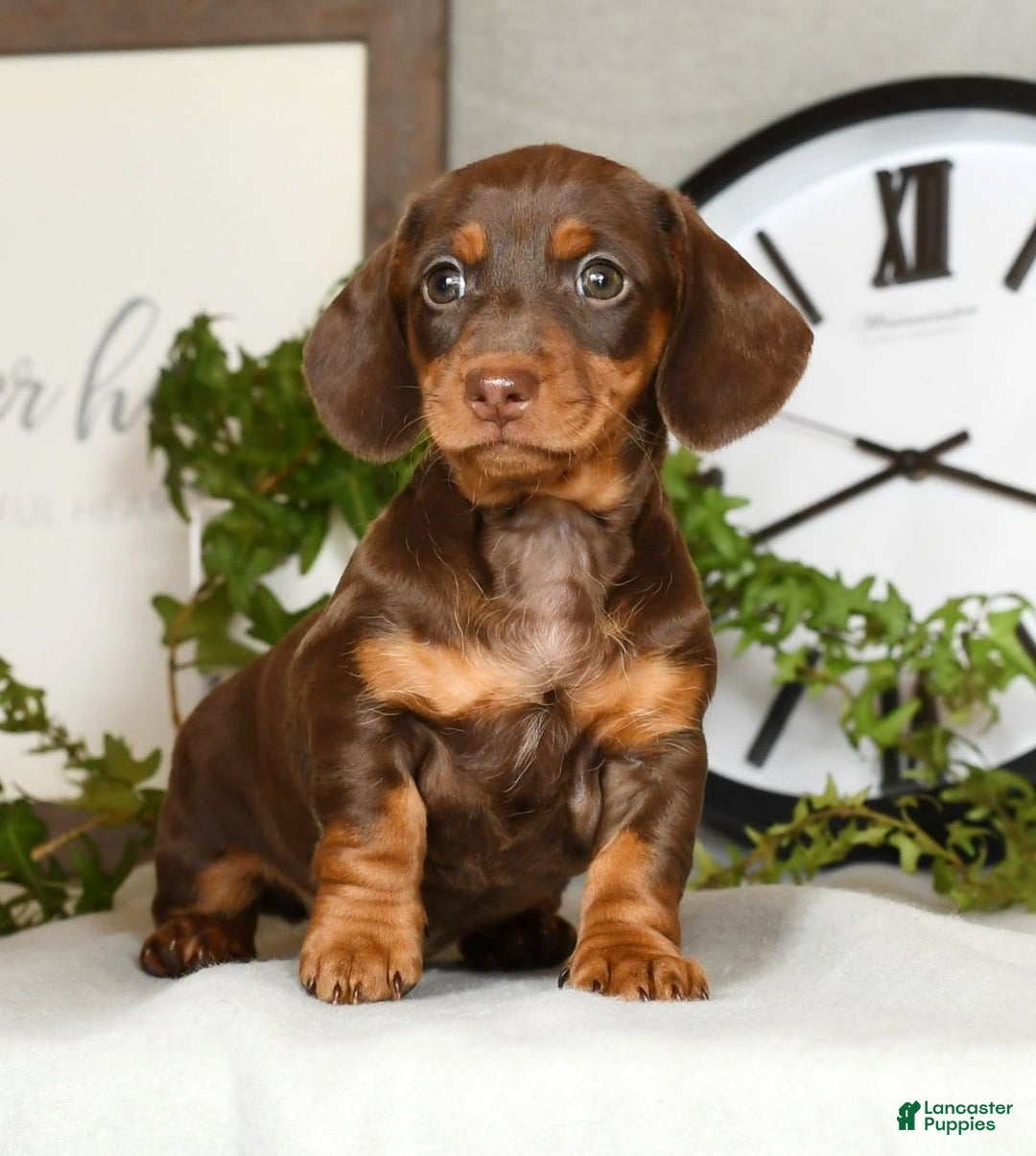 Miniature Dachshund dogs for sale: Heidi - Image 1