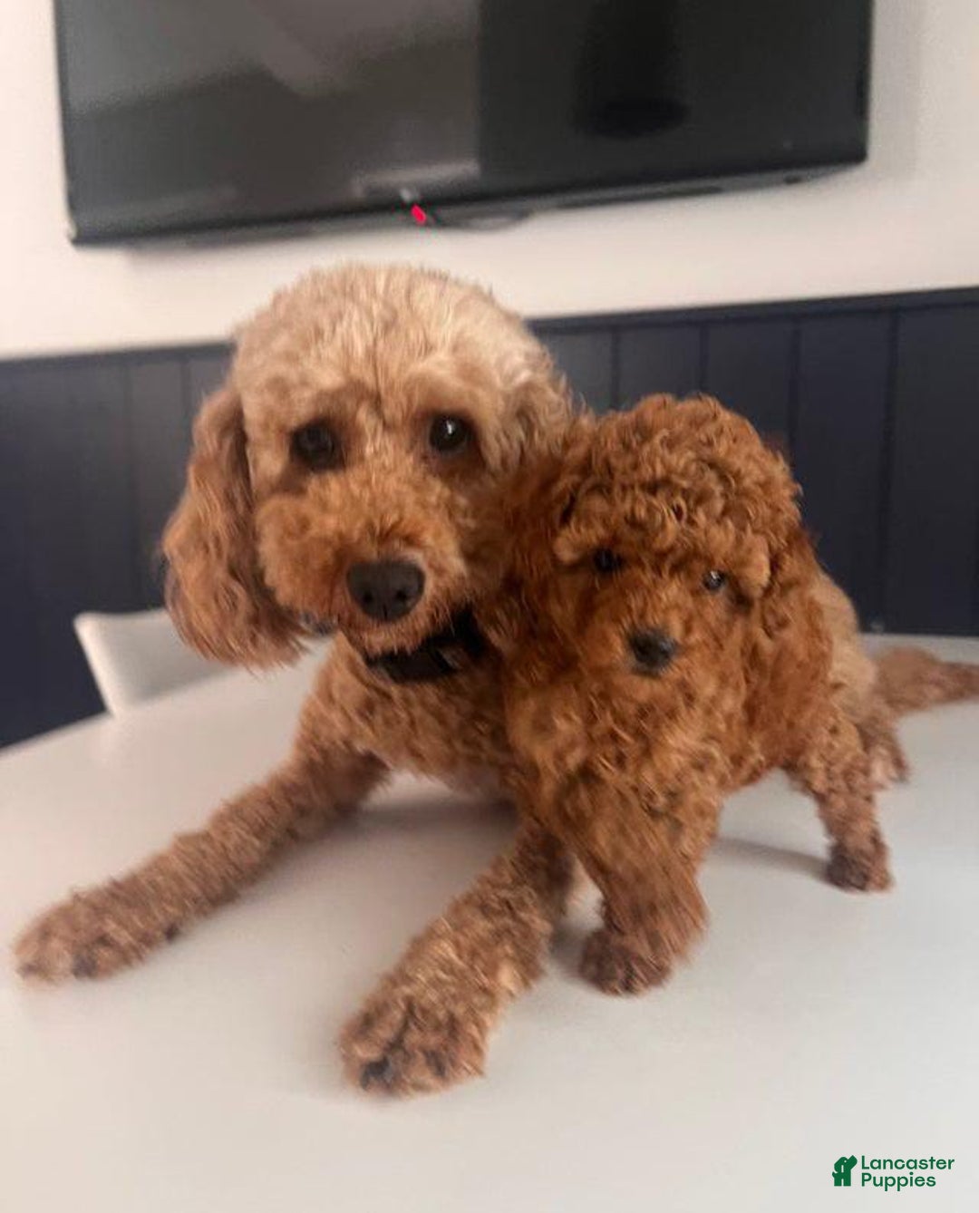 Toy Poodle dogs for sale: Mylar - Image 4