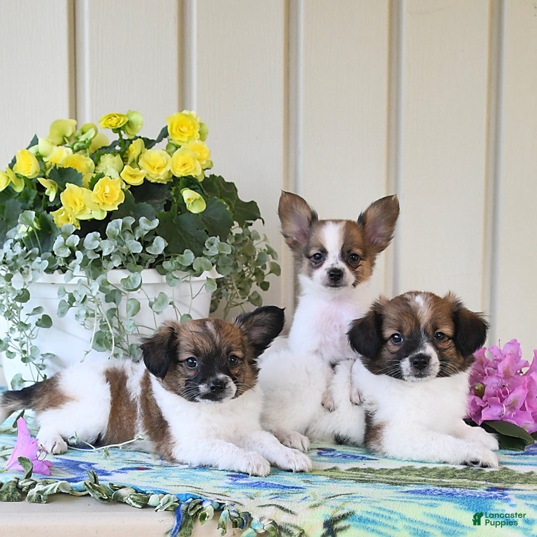 Papillon dogs for sale: Chico - Image 13