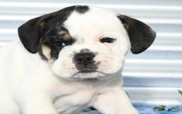 Beabull dogs for sale: Iris - Image 9