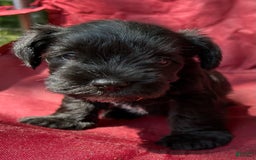 Miniature Schnauzer dogs for sale: Buddy - Image 8