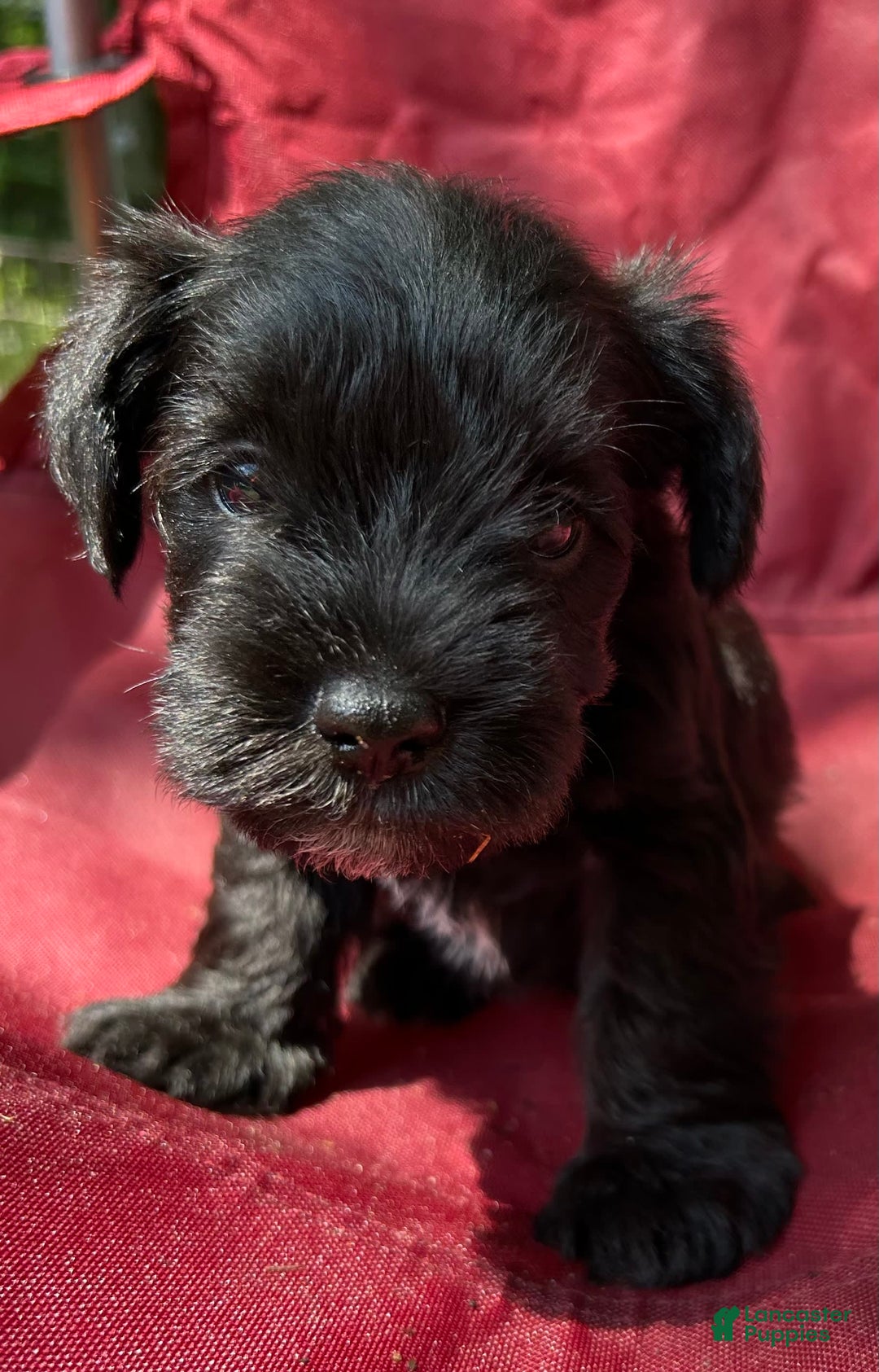 Miniature Schnauzer dogs for sale: Buddy - Image 8
