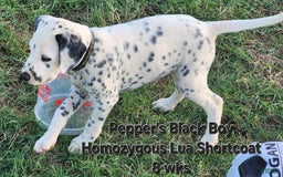 Dalmatian dogs for sale: Peppers Black Boy - Image 12