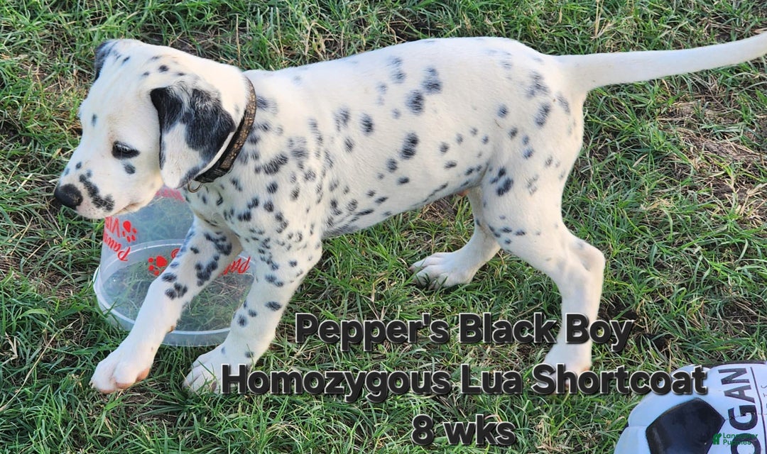 Dalmatian dogs for sale: Peppers Black Boy - Image 12
