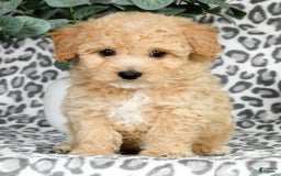 Bichpoo dogs for sale: Nora - Image 7